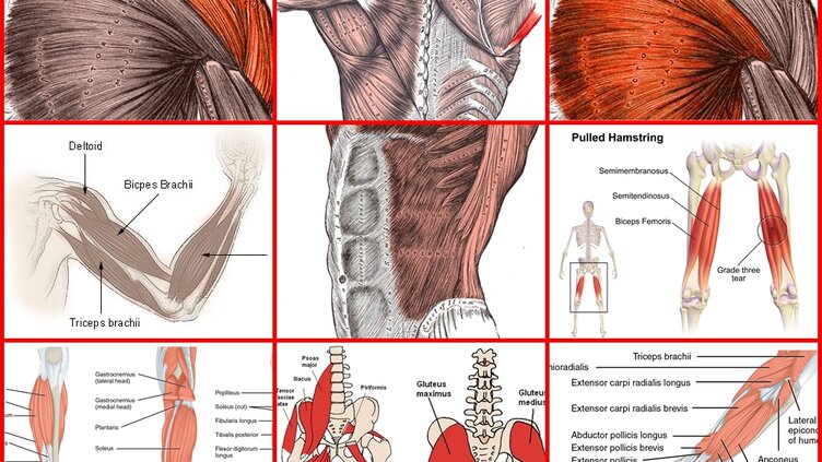 筋肉の部位名称とそれぞれの鍛え方 ウエイトトレーニングの完全