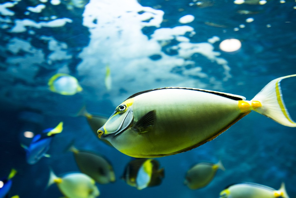 Otaru aquarium 2672711 960 720