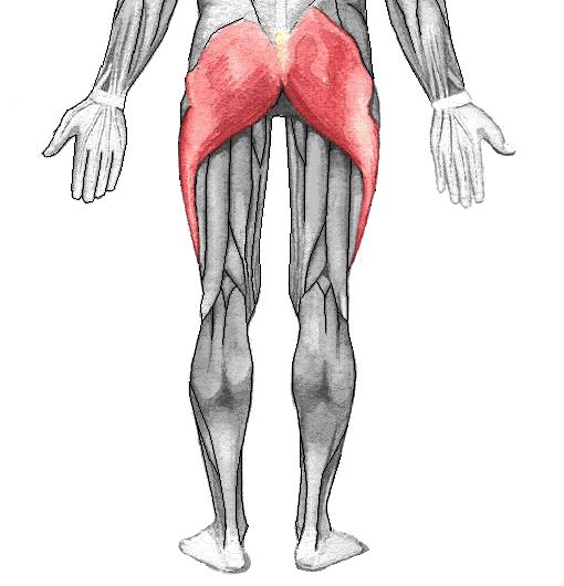 Gluteus maximus12