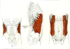 Externalobli2 1