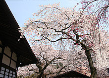 神戸のおすすめお花見スポット10選【穴場から名所まで】